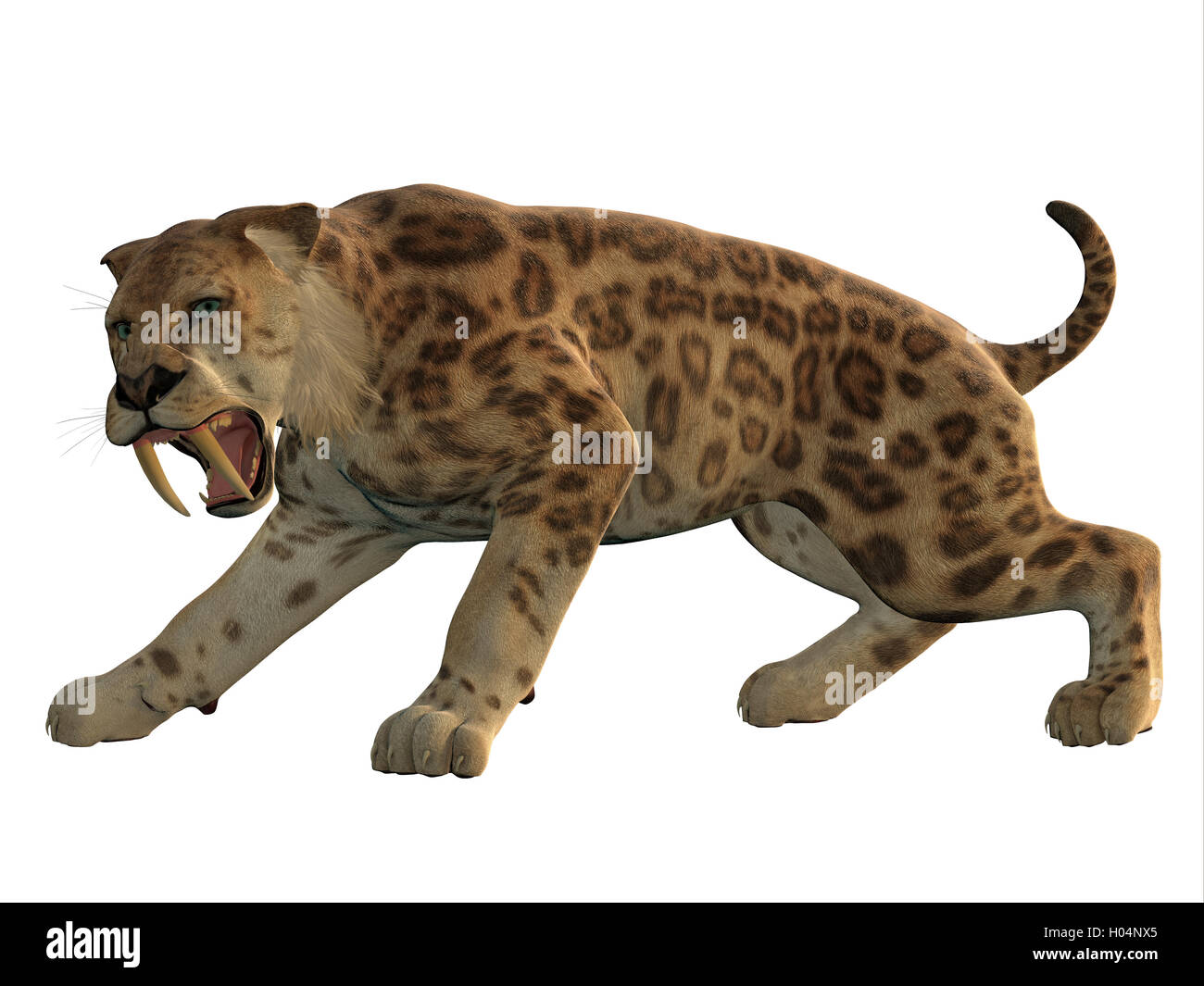 Saber-Tooth Tigre est un grand carnivore qui a vécu à travers le monde au cours de l'éocène au Pléistocène ères. Banque D'Images