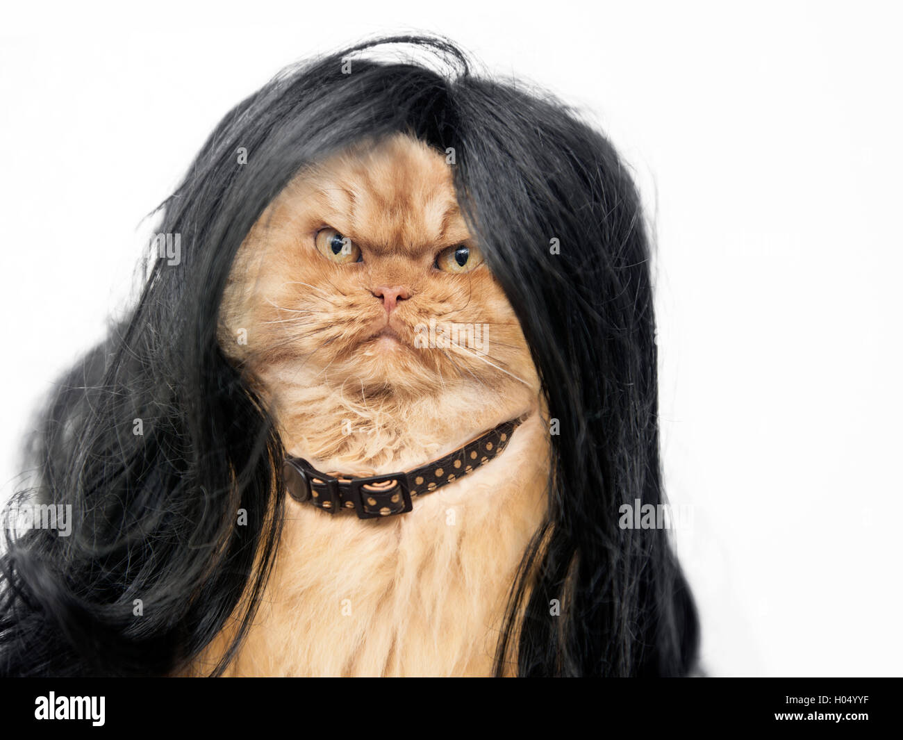 Chat Persan Orange Portant Perruque Noire Photo Stock Alamy Chat Persan Orange Portant Perruque Noire Photo Stock Alamy