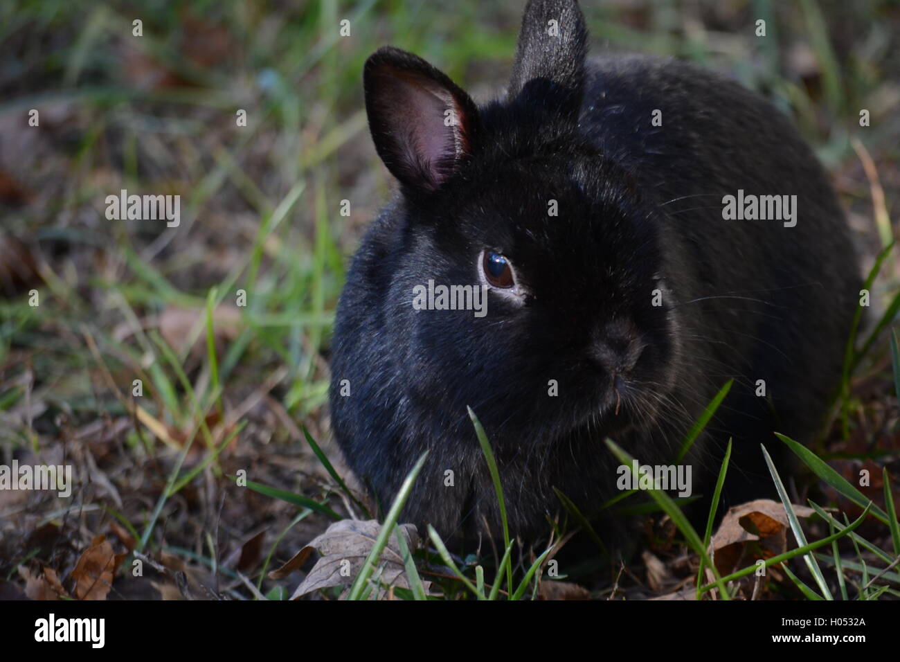 Un lapin noir domestiques bénéficiant d'une journée d'automne dans la nature. Banque D'Images