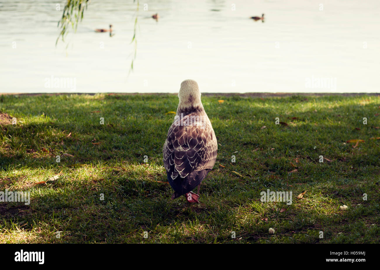 Bébé mouette solitaire Banque D'Images