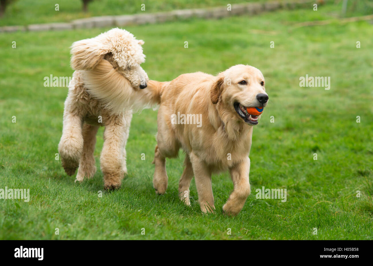 Heureux Golden Retreiver Dog Poodle avec animaux domestiques chiens jouant Fetch Banque D'Images