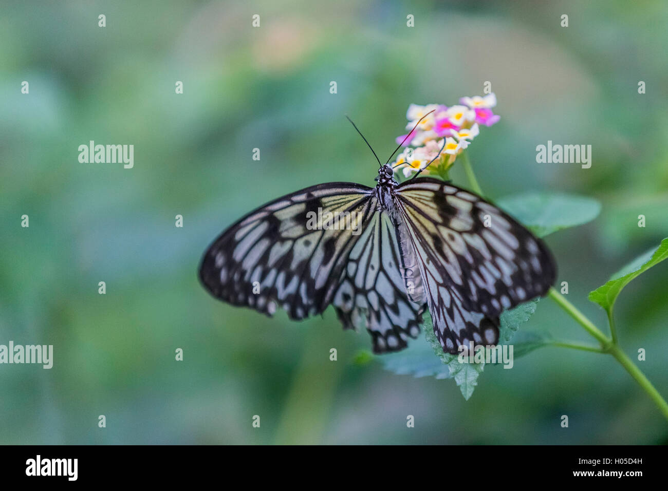 Idea leuconoe, sait aussi que le papier Kite Butterfly Banque D'Images