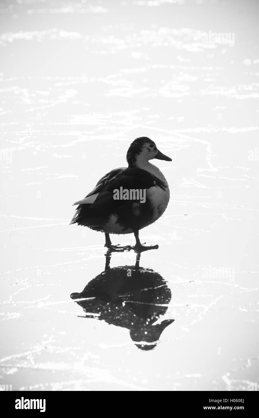 Silhouette d'un canard sur un lac gelé Banque D'Images