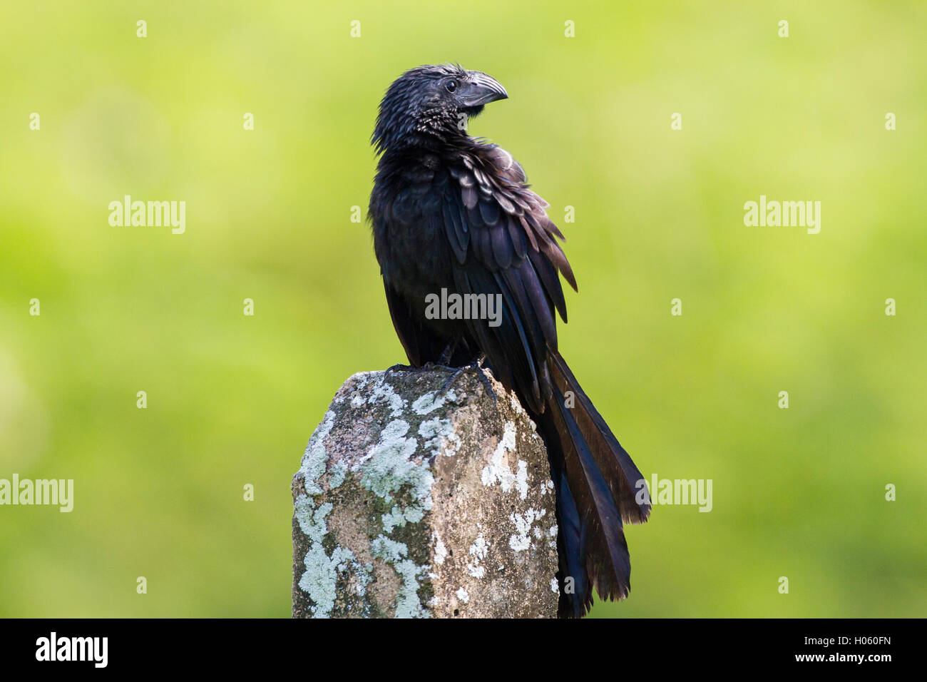 Groove-billed ani (Crotophaga sulcirostris) adulte perché sur piquet, Costa Rica Banque D'Images