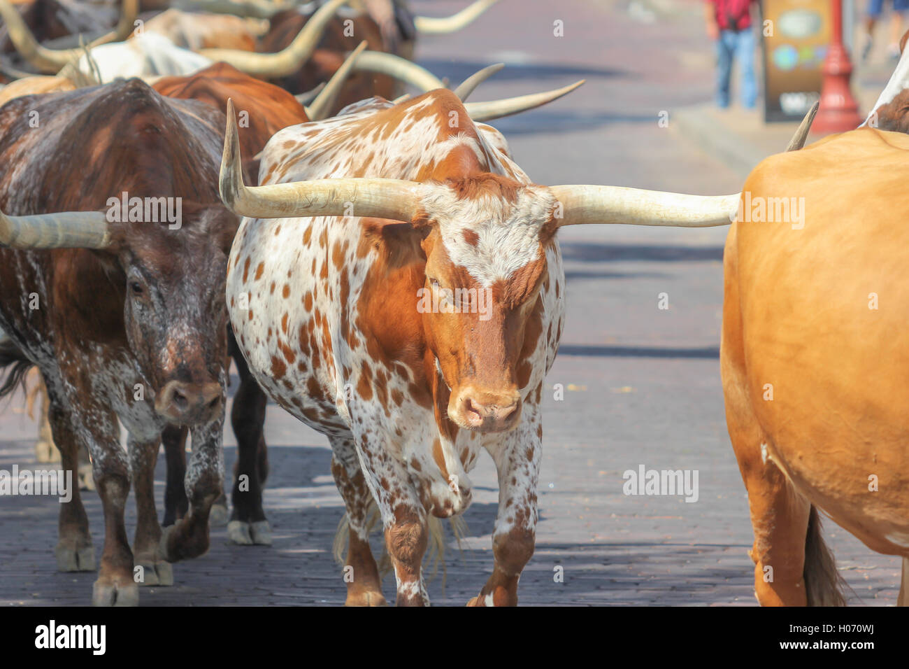 Longhorn Cattle Drive sur Street, Fort Worth Texas Stock Yards Banque D'Images