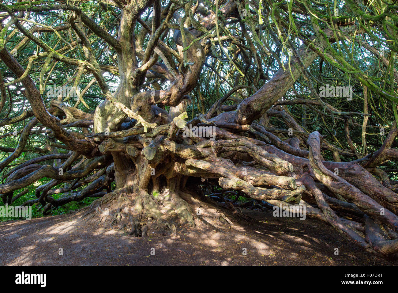 700 ans, Yew Tree sur Château Crom Estate property, comté de Fermanagh, Irlande du Nord, Royaume-Uni Banque D'Images