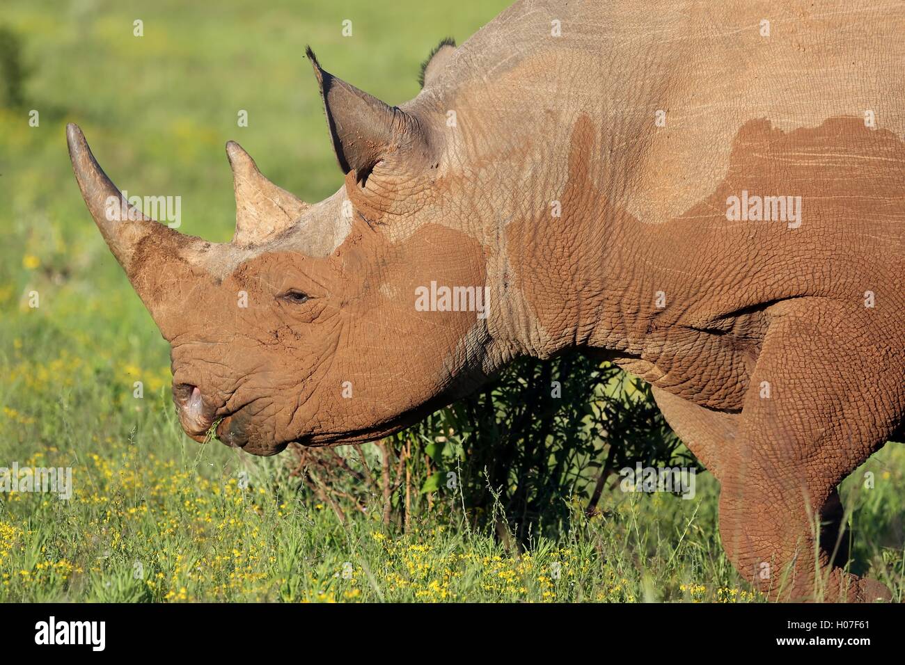 De rares rhinocéros noirs Banque D'Images