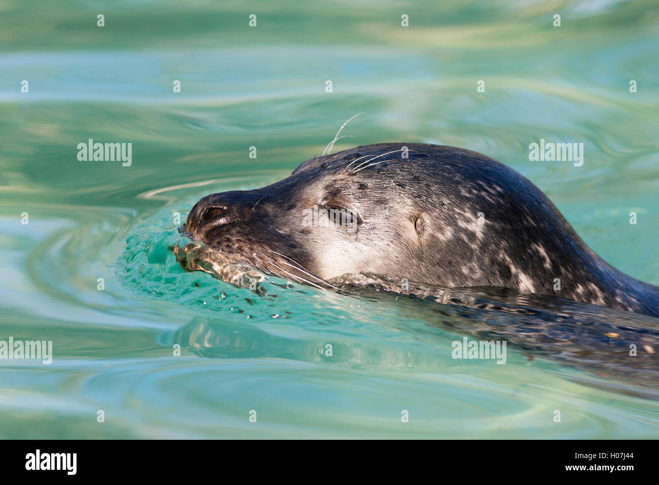 sceau de natation Banque D'Images