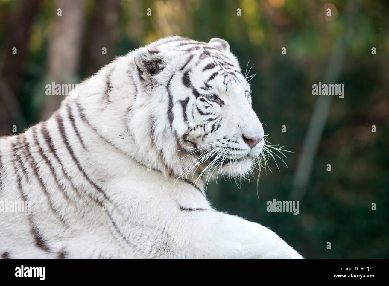 Tête de tigre blanc Banque D'Images