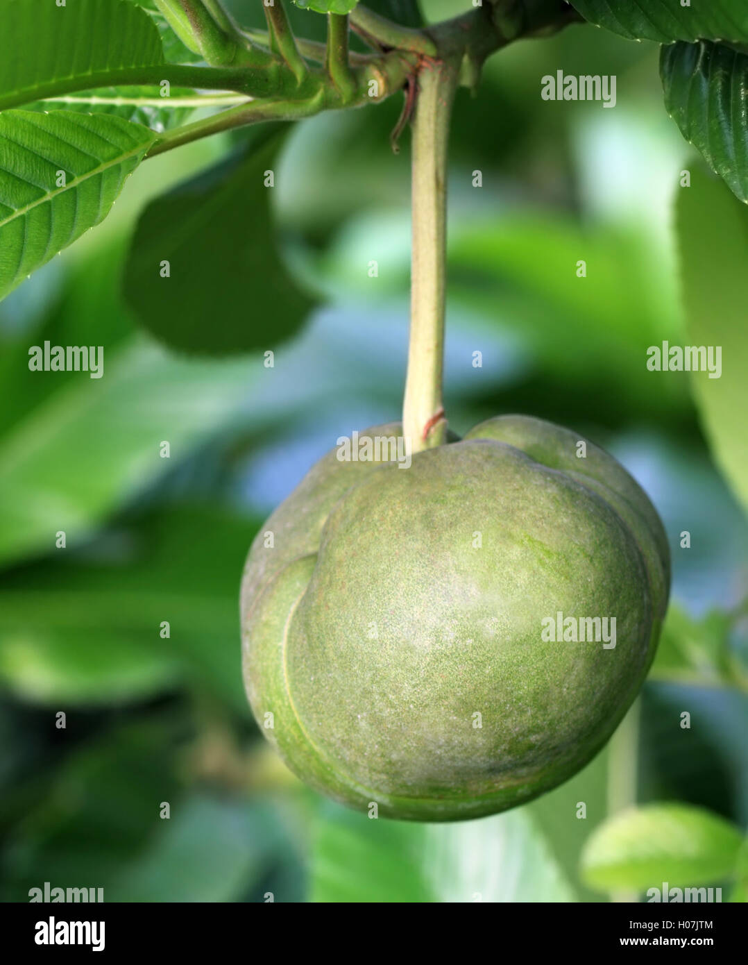 Pomme d’éléphant Banque D'Images