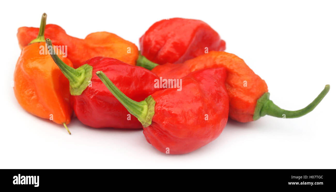 Piment Bhut Jolokia Banque D'Images
