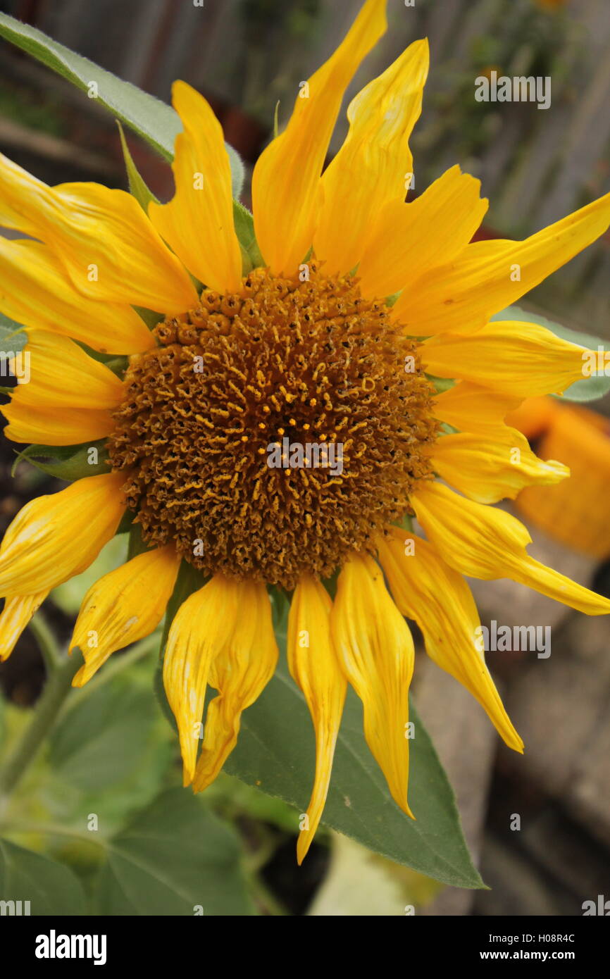 En fleur tournesol Sept 2016 Banque D'Images