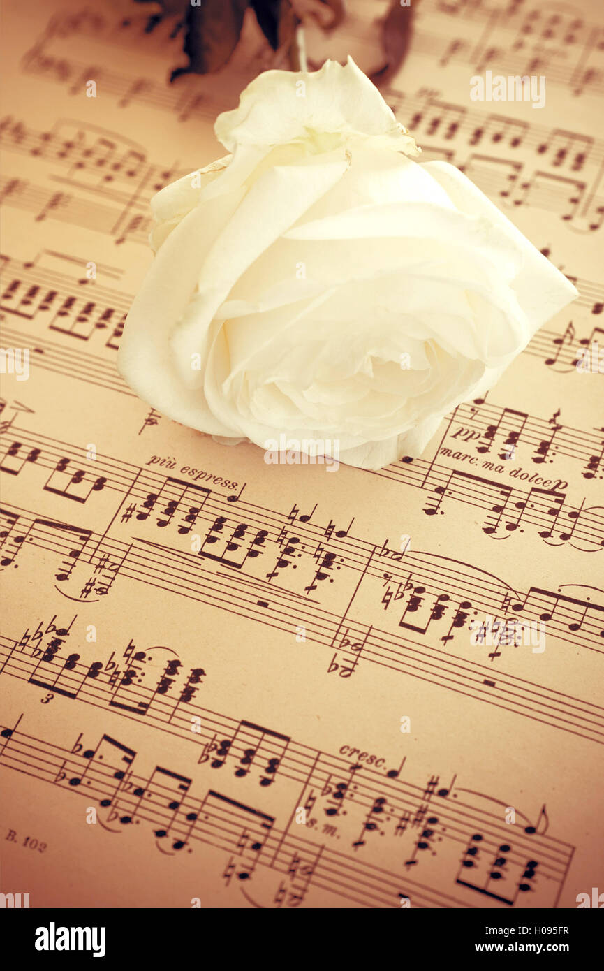 White Rose et feuille de musique - image pour la couverture du livre Photo  Stock - Alamy