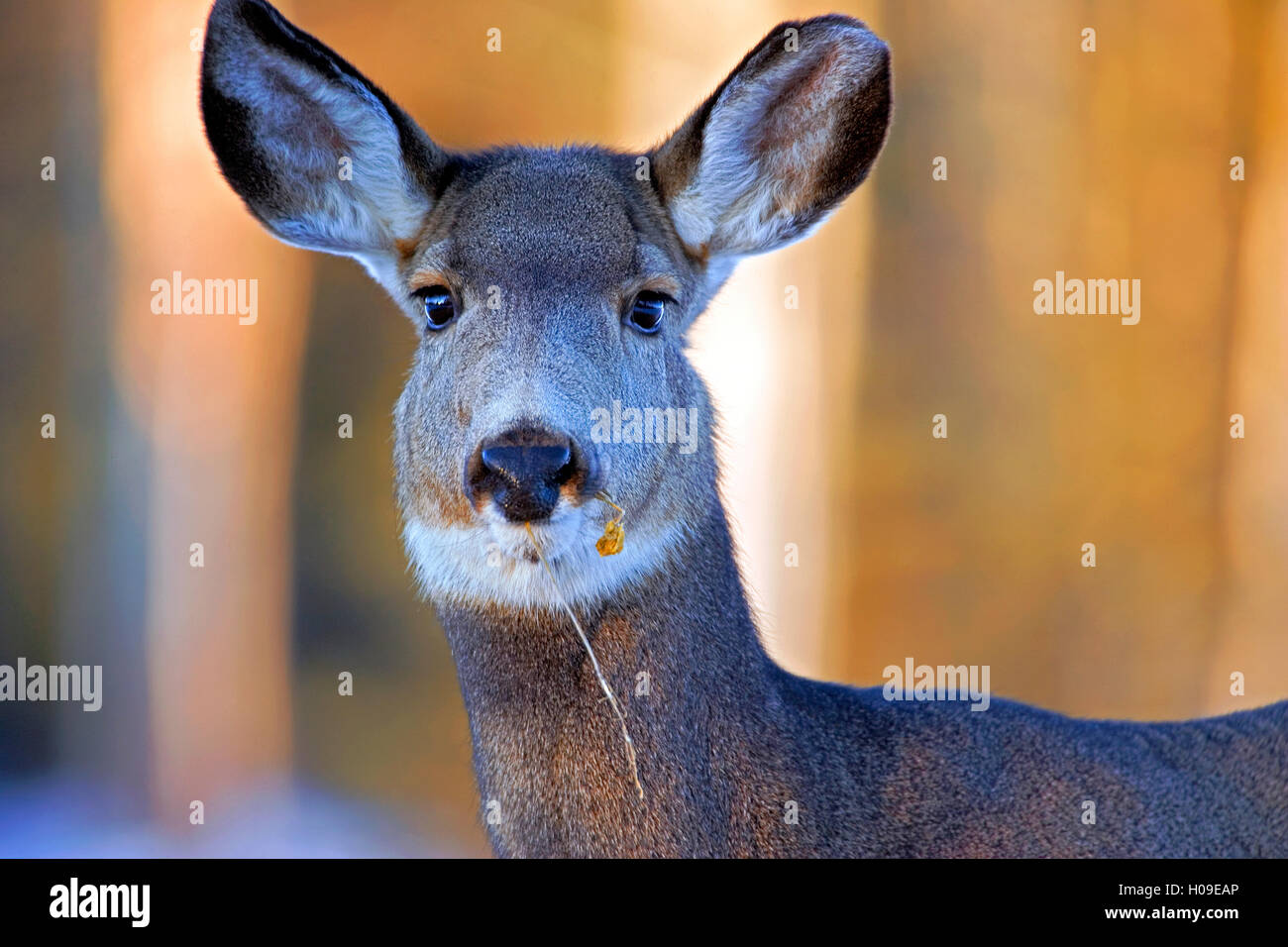 Mule Deer Doe en hiver, gros plan portrait Banque D'Images