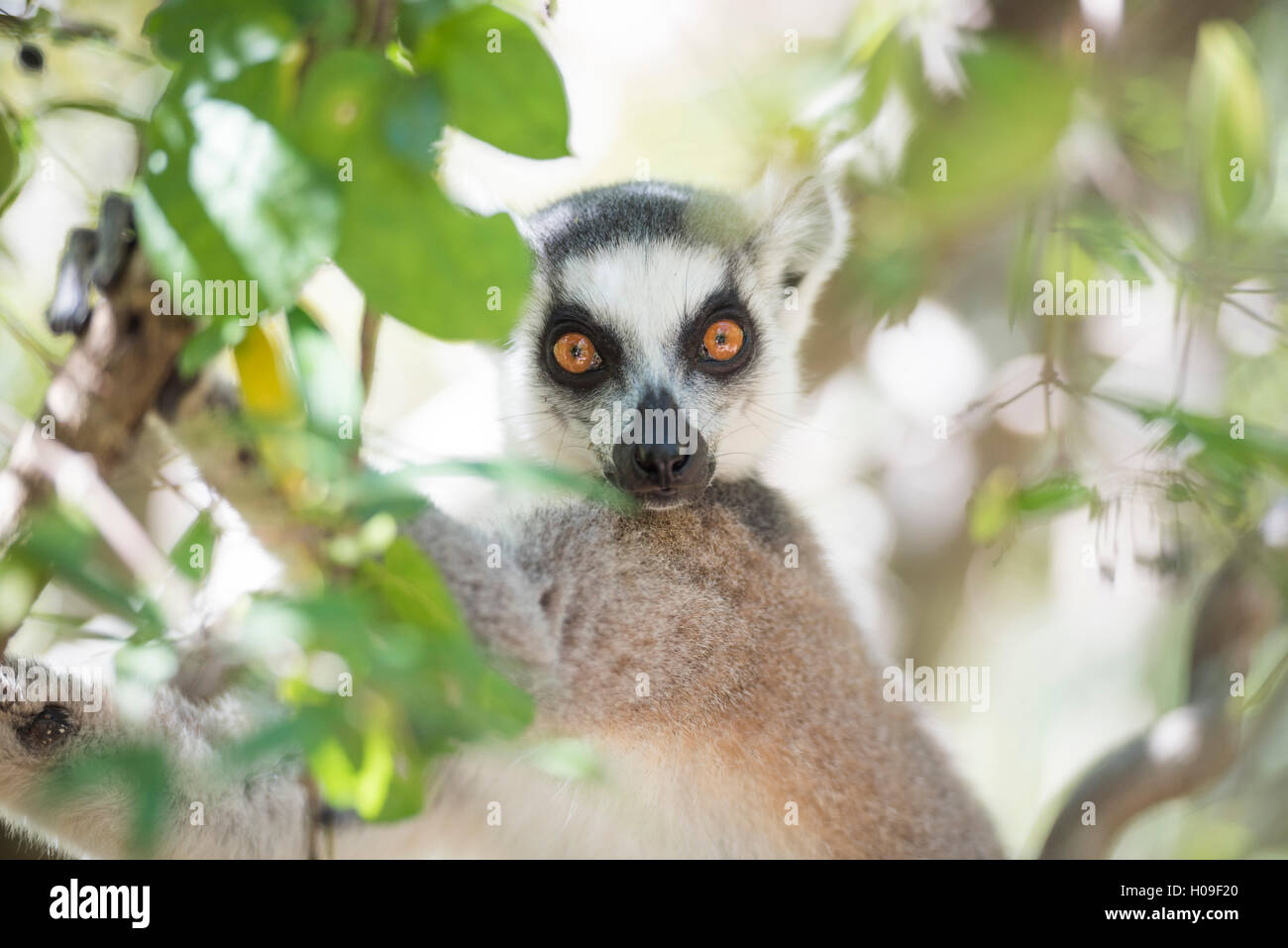 Untitled document (Lemur catta), Parc National d'Isalo, Région Ihorombe, sud-ouest de Madagascar, l'Afrique Banque D'Images