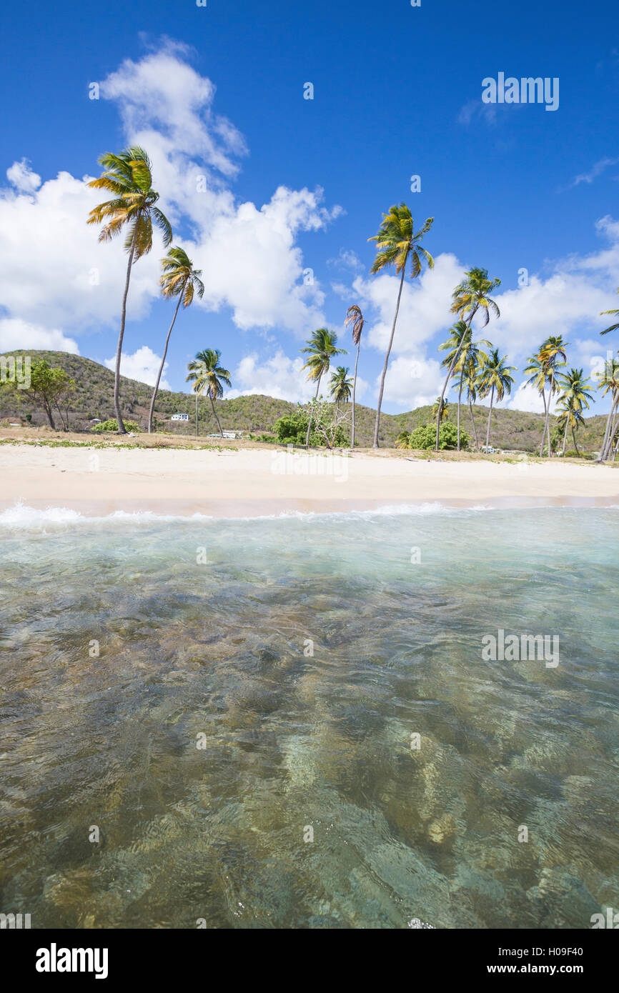 Plage de sable fin bordée de palmiers et de la mer des Caraïbes, Morris Bay, Antigua et Barbudas, les îles sous le vent, West Indies Banque D'Images