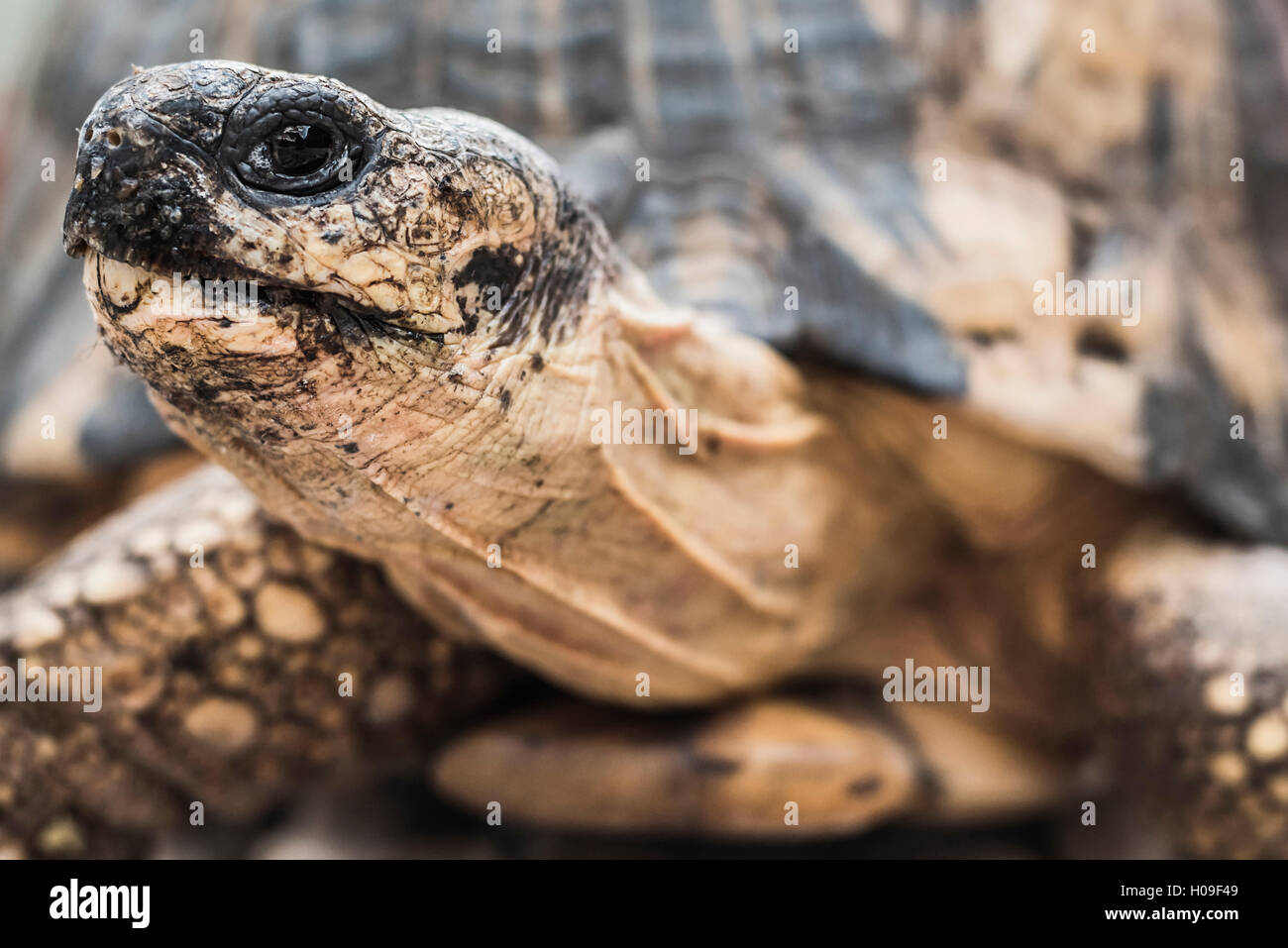 Tortue rayonnée (Astrochelys radiata), Hautes terres centrales de Madagascar, Madagascar, Afrique Banque D'Images