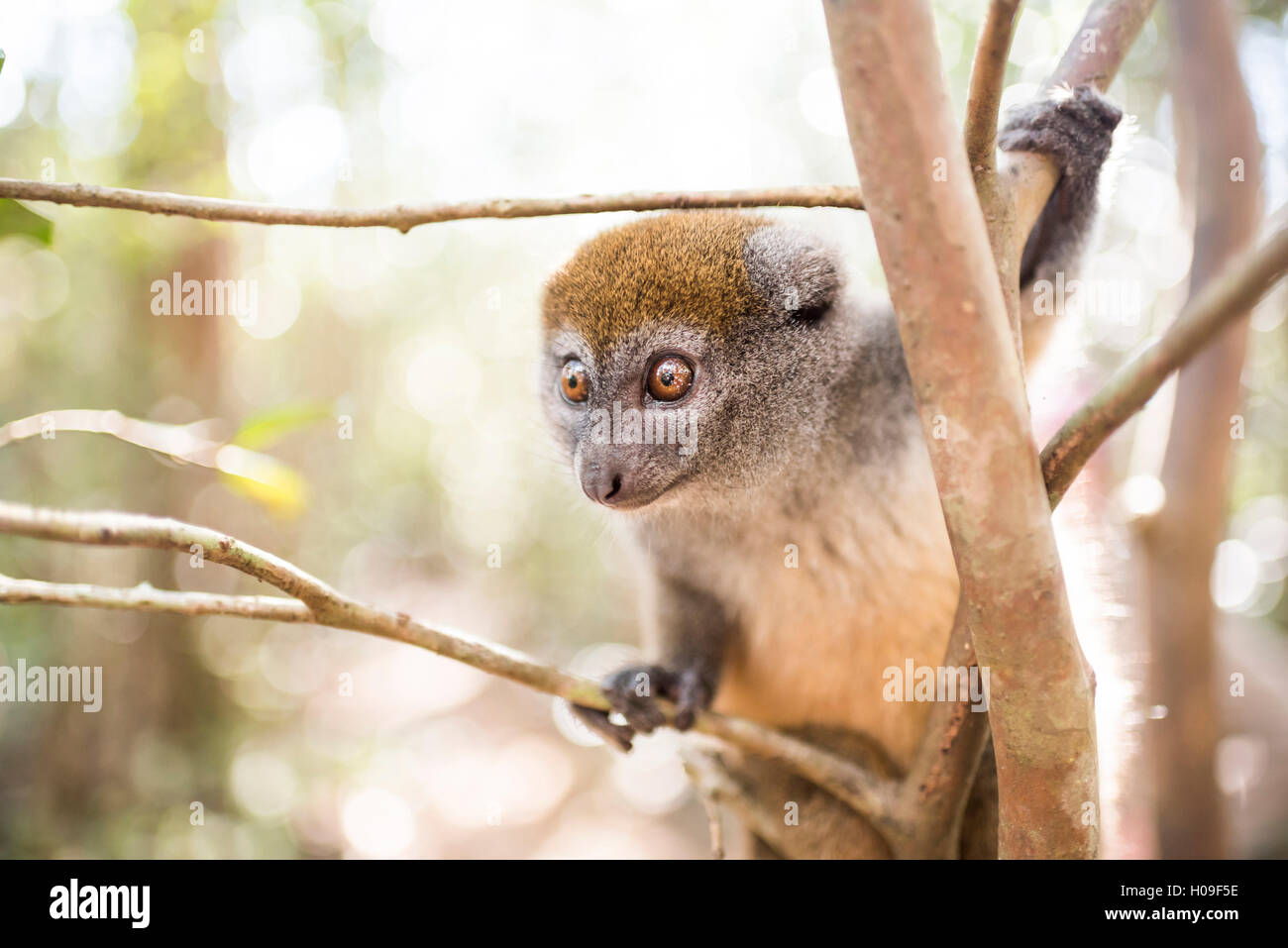Hapalémur gris (Hapalemur), l'île des lémuriens, Andasibe, Madagascar, Afrique de l'Est Banque D'Images