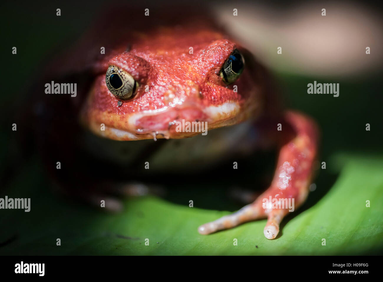 Close-up of a Madagascar (Dyscophus antongilii grenouille tomate), endémique à Madagascar, Afrique Banque D'Images