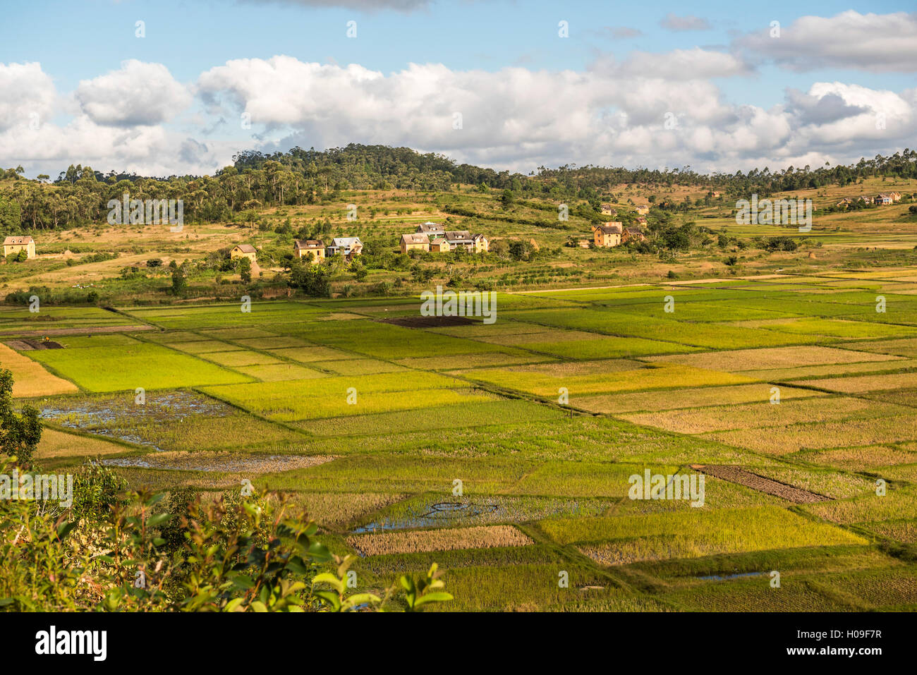 Champ de riz paddy dans le paysage des hautes terres centrales de ...