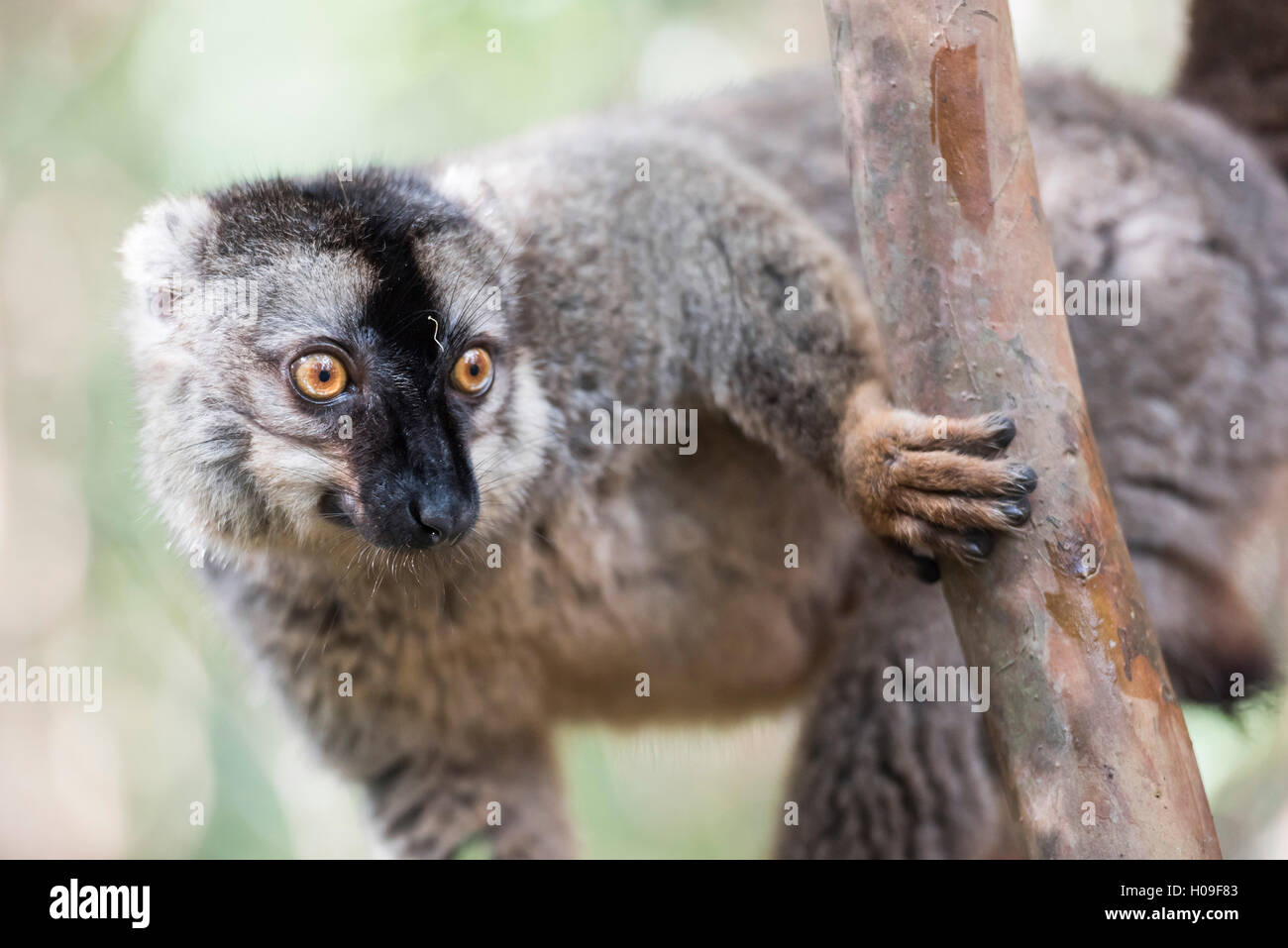 Lémurien brun commun (Eulemur fulvus), l'île des lémuriens, Parc National Andasibe, Madagascar, Afrique Banque D'Images