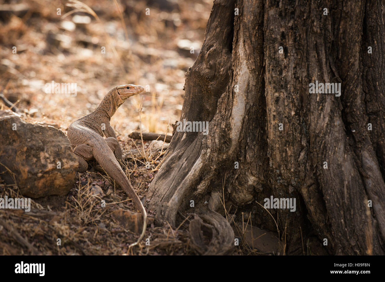 Varan, Ranthambhore National Park, Rajasthan, Inde, Asie Banque D'Images