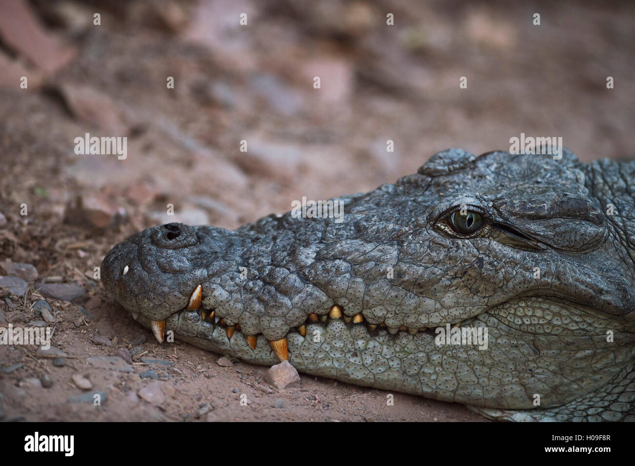 Crocodile du Nil, Ranthambhore National Park, Rajasthan, Inde, Asie Banque D'Images