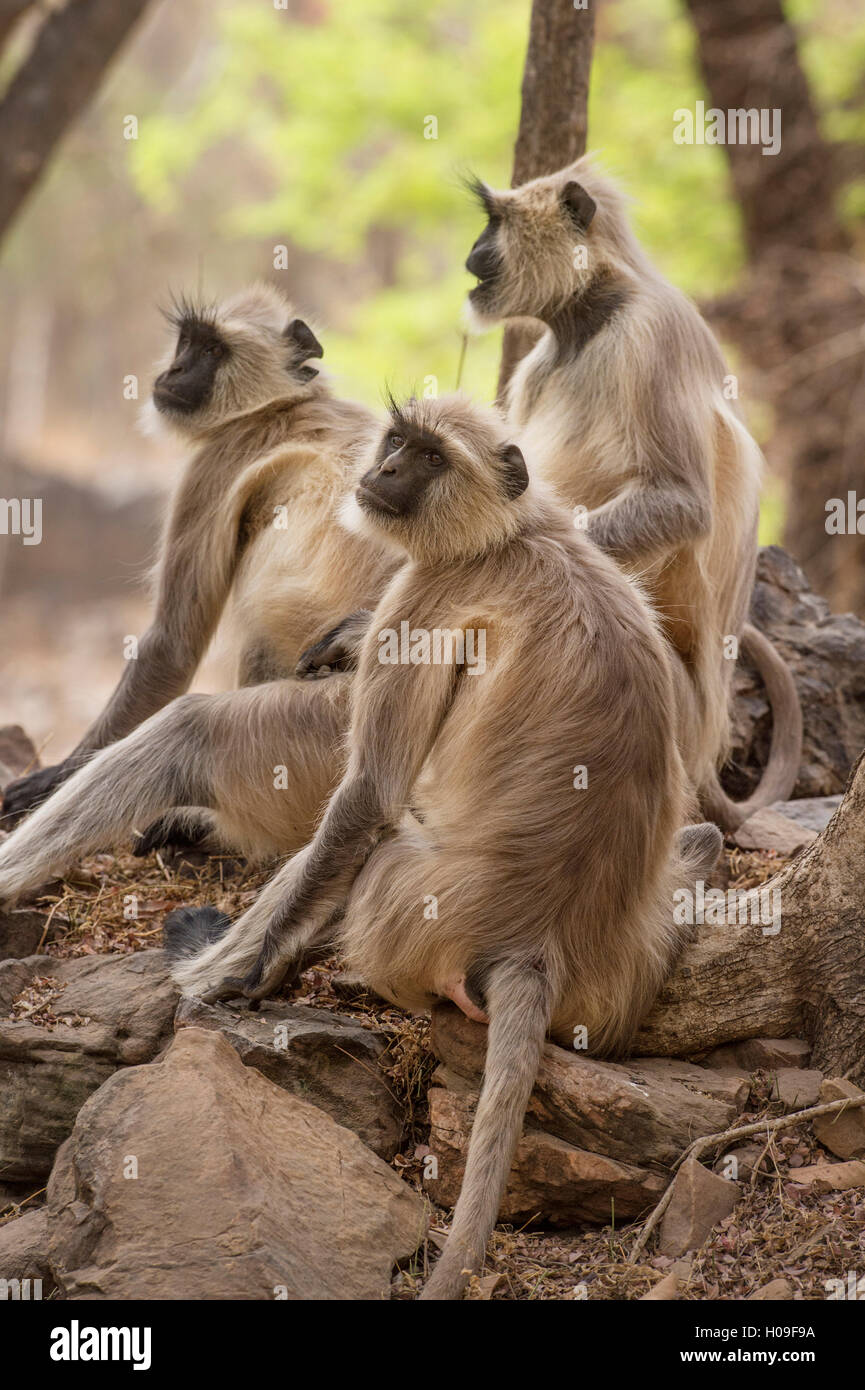 Langur monkey, Ranthambhore National Park, Rajasthan, Inde, Asie Banque D'Images