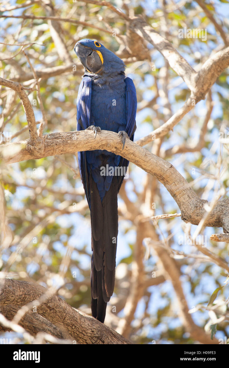 Anodorhynchus hyacinthinus Hyacinth macaw (ARA) (hyacinthine), Brésil, Amérique du Sud Banque D'Images