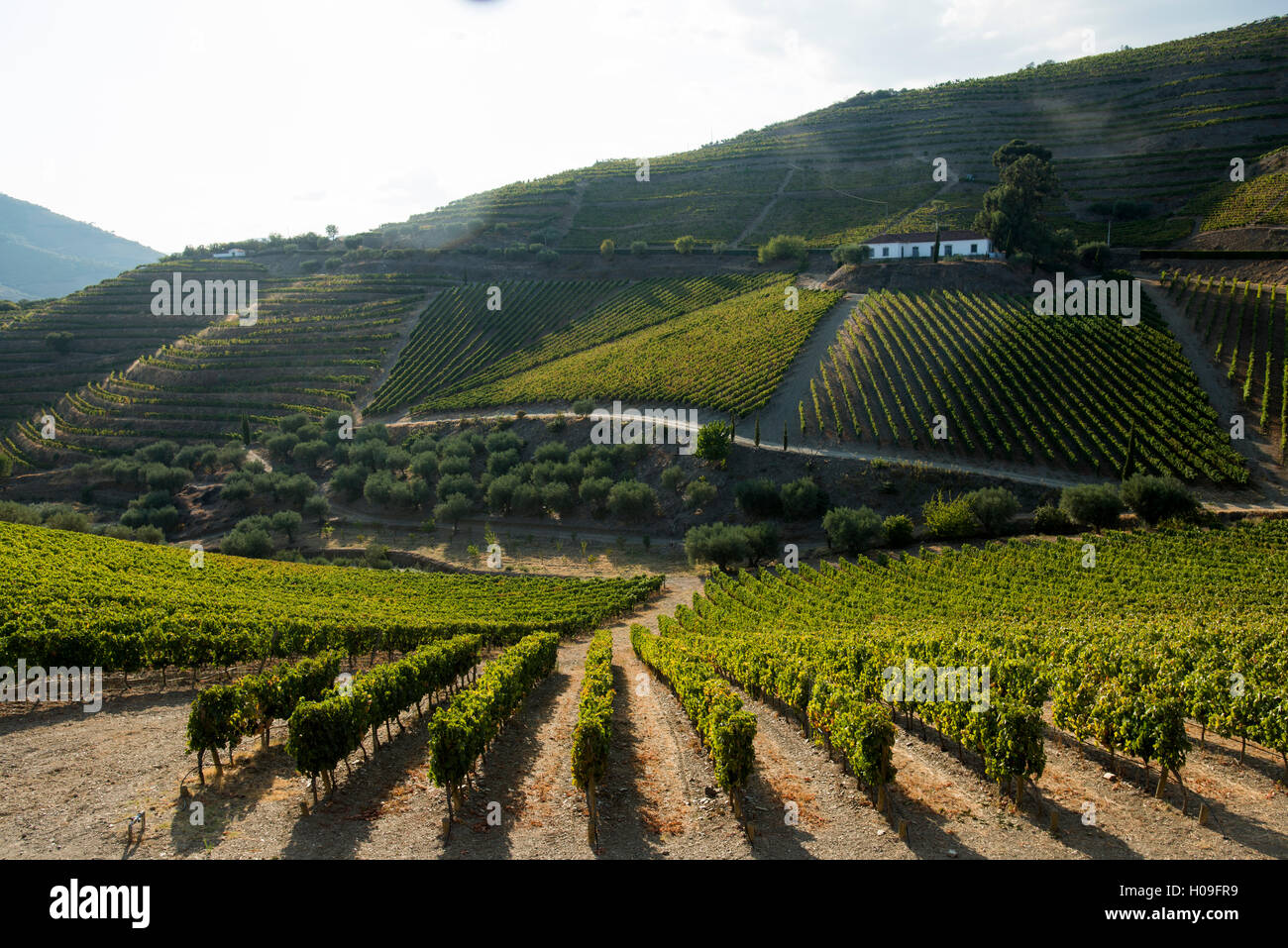 La maturation de la vigne au soleil dans un vignoble dans la région du Haut-Douro, Portugal, Europe Banque D'Images