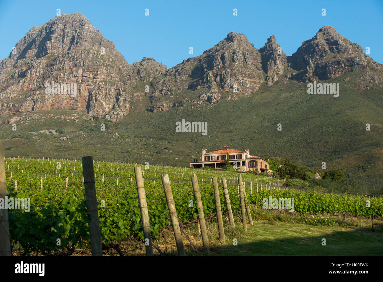 Vignes près de Stellenbosch dans le Western Cape, Afrique du Sud, l'Afrique Banque D'Images