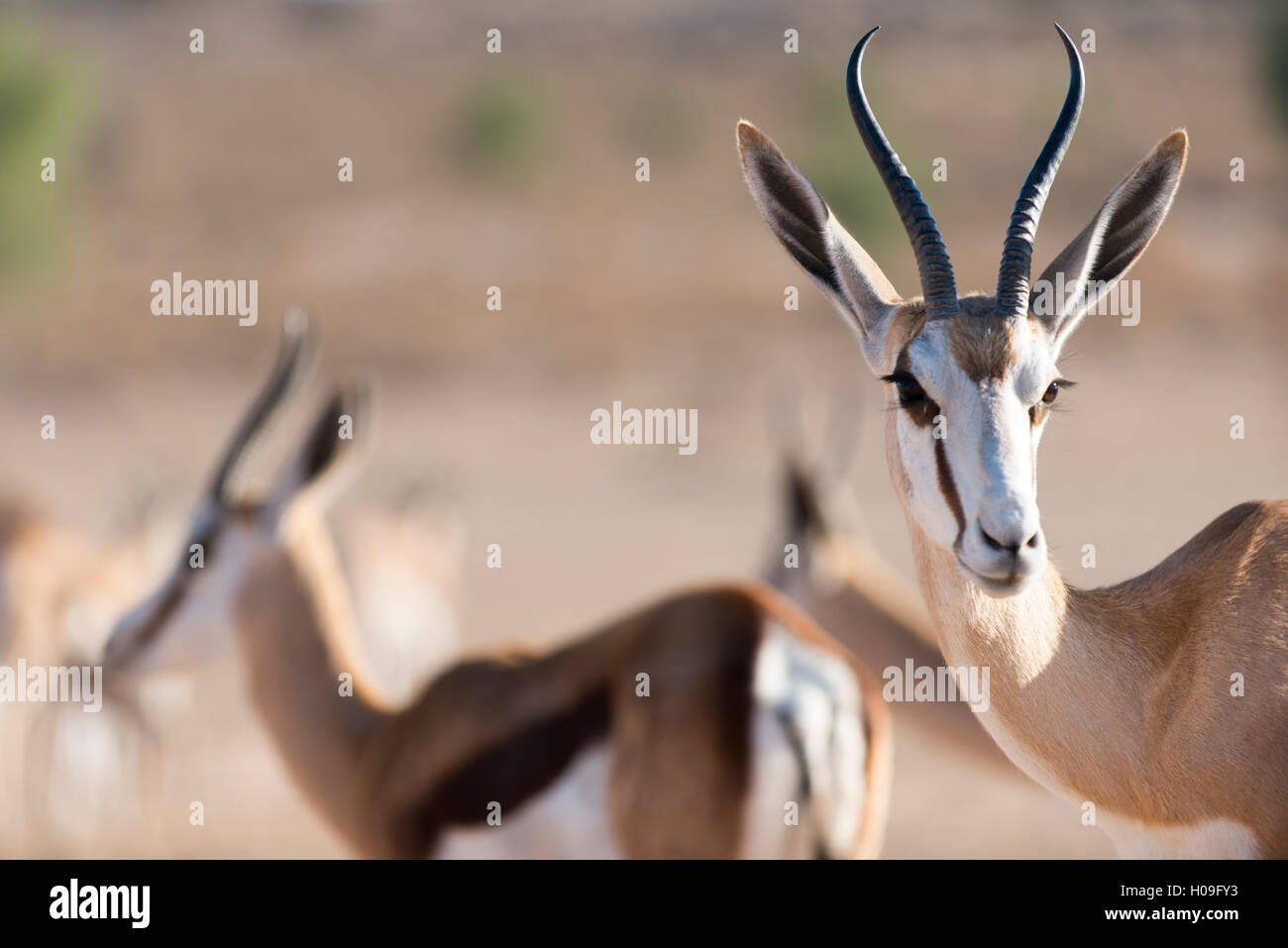 Les Springboks dans le parc transfrontalier de Kgalagadi, Afrique du Sud, l'Afrique Banque D'Images