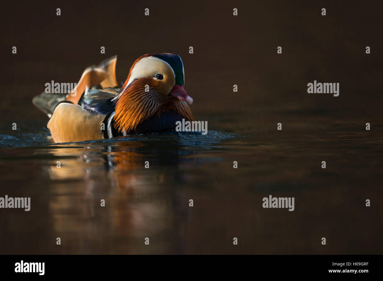 Canard Mandarin Aix galericulata / Mandarinente ( ), coloré drake en robe de reproduction, la natation a proximité, magnifique dernière lumière. Banque D'Images