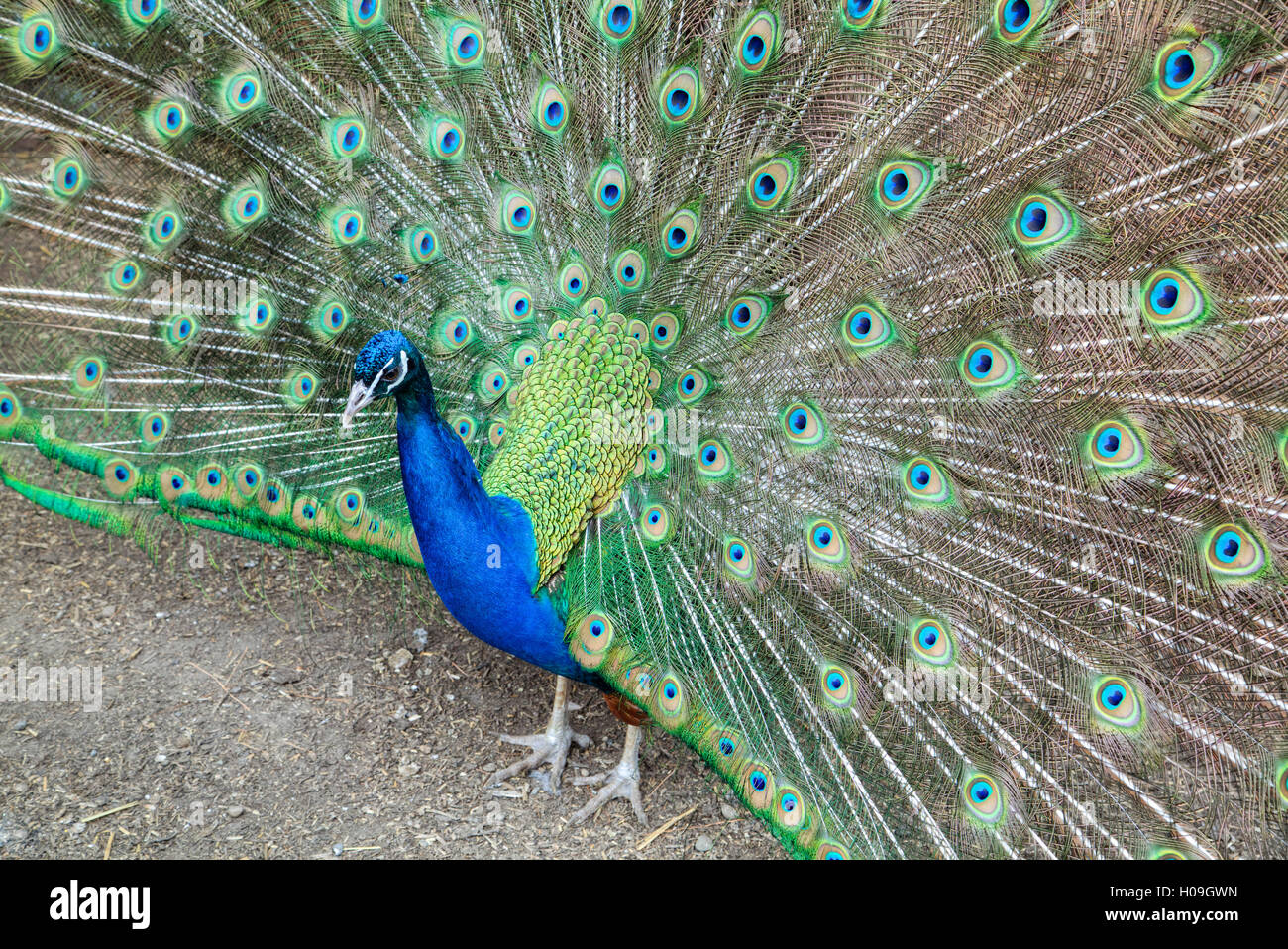 Peacock (Pavo cristatus), Sequim, Olympic Peninsula, Washington, États-Unis d'Amérique, Amérique du Nord Banque D'Images
