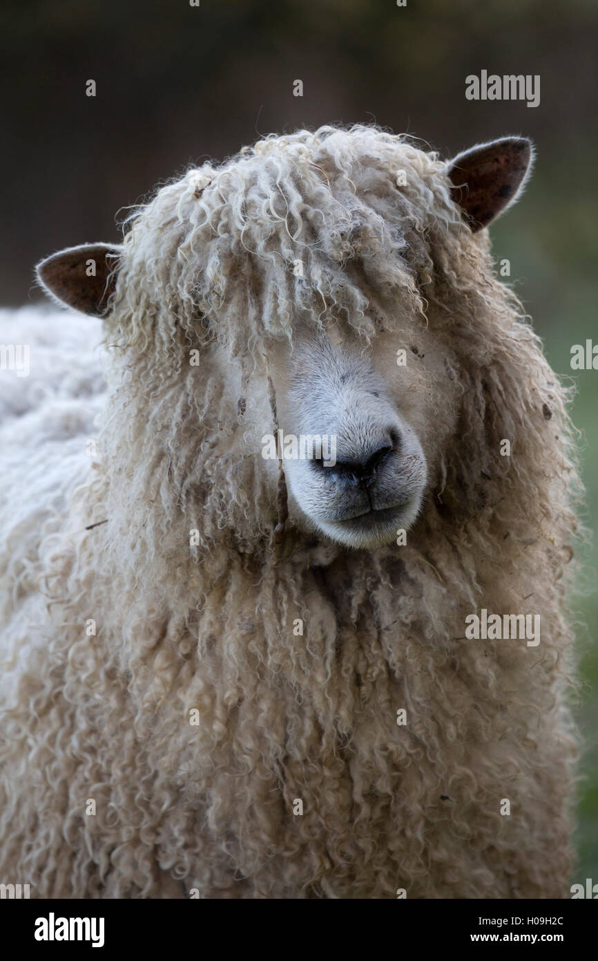 Lion de Cotswold race de moutons, Cotswolds, Gloucestershire, Angleterre, Royaume-Uni, Europe Banque D'Images