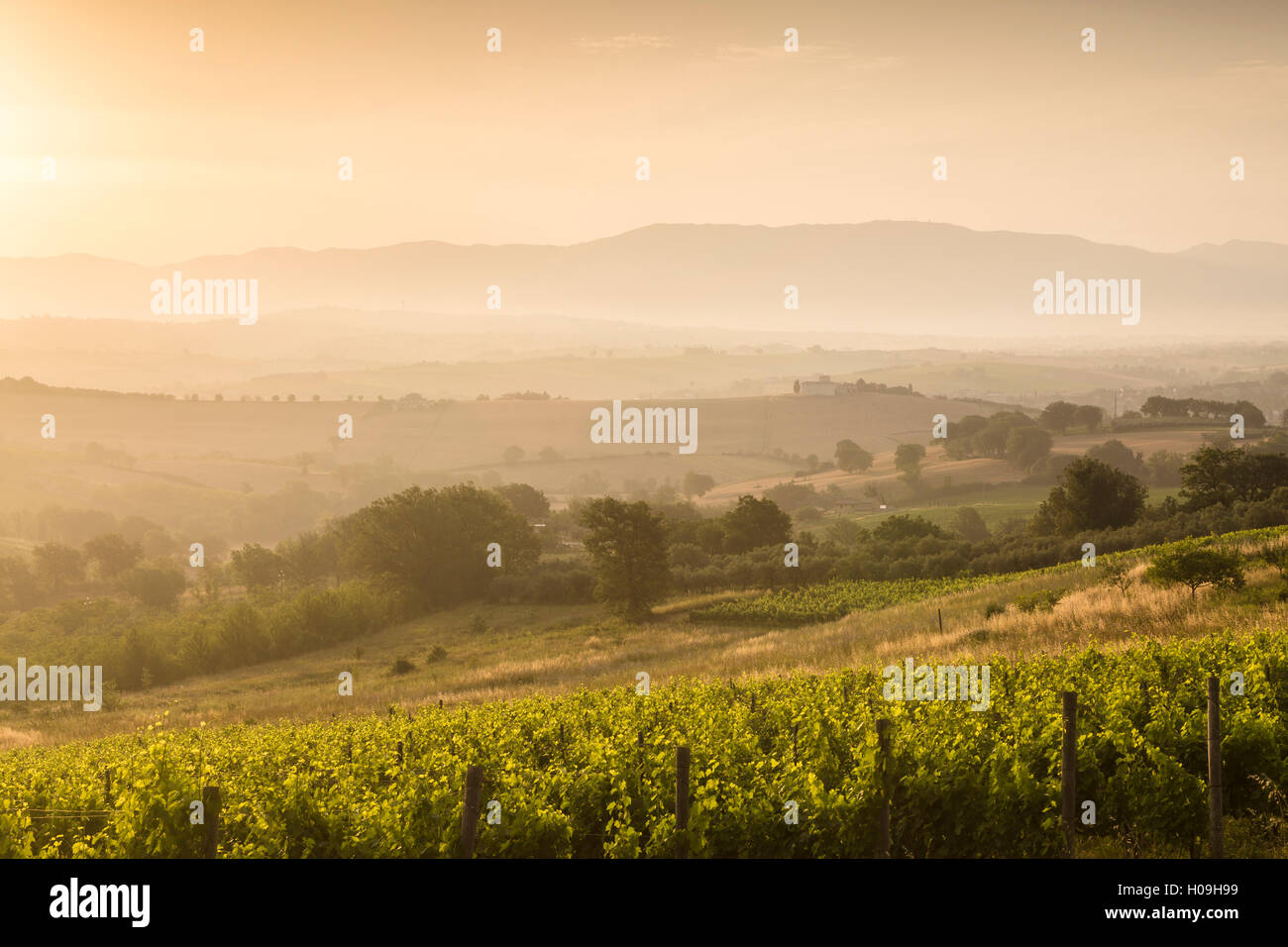 Vignobles près de Montefalco, Ombrie, Ittaly, Europe Banque D'Images
