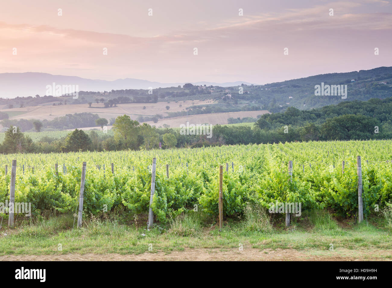 Vignobles près de Montefalco, Ombrie, Italie, Europe Banque D'Images