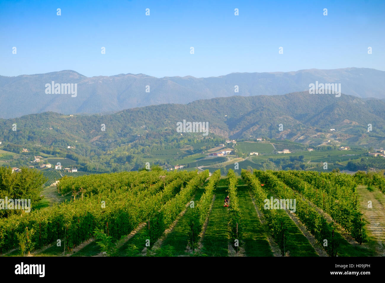 Xavier vignobles près de Conegliano avec prosecco hills Banque D'Images