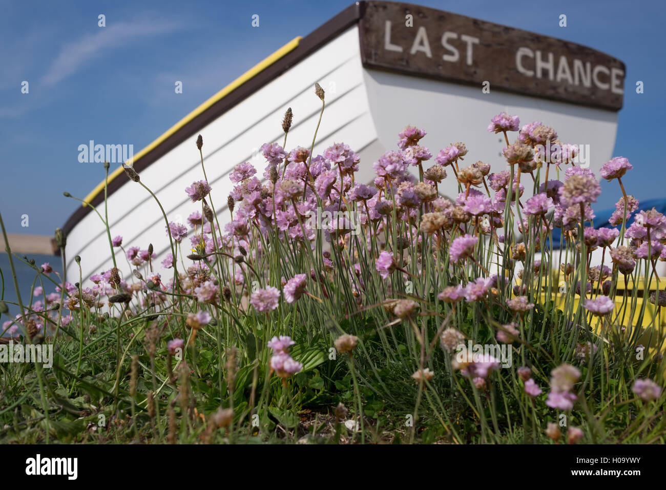 Thrift plante avec bateau blanc 'last chance' dans l'arrière-plan Banque D'Images