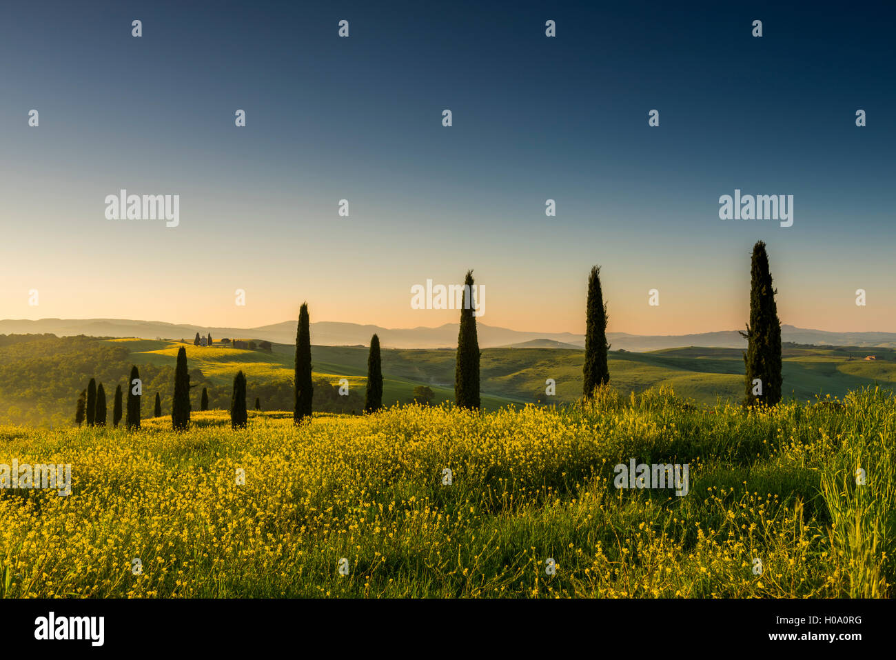 Paysage toscan avec des cyprès et le viol, San Quirico d&# 39;Orcia, Val d&# 39;Orcia, Toscane, Italie Banque D'Images