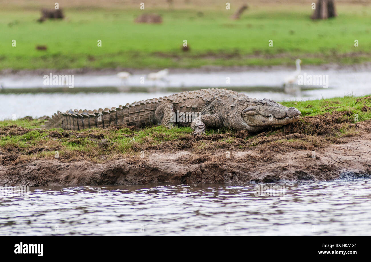 Marsh Crocodile (Crocodylus palustris), Guatemala City, Guatemala City, Le Lac de la rivière Donets, Parc National de Nagarhole Réservoir Banque D'Images