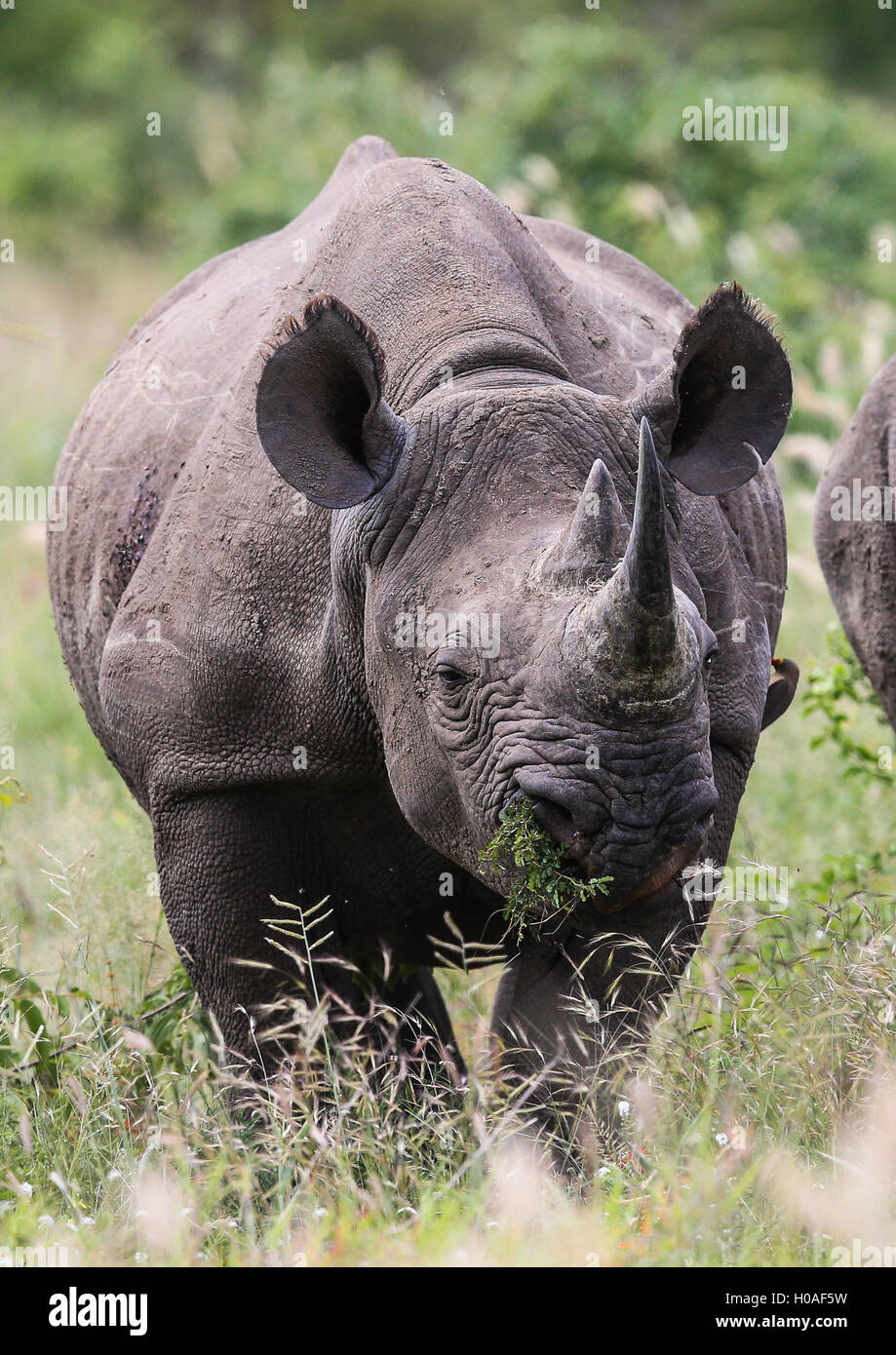 Rhinocéros noir mâle au pâturage Le Parc National Kruger en Afrique du Sud Banque D'Images
