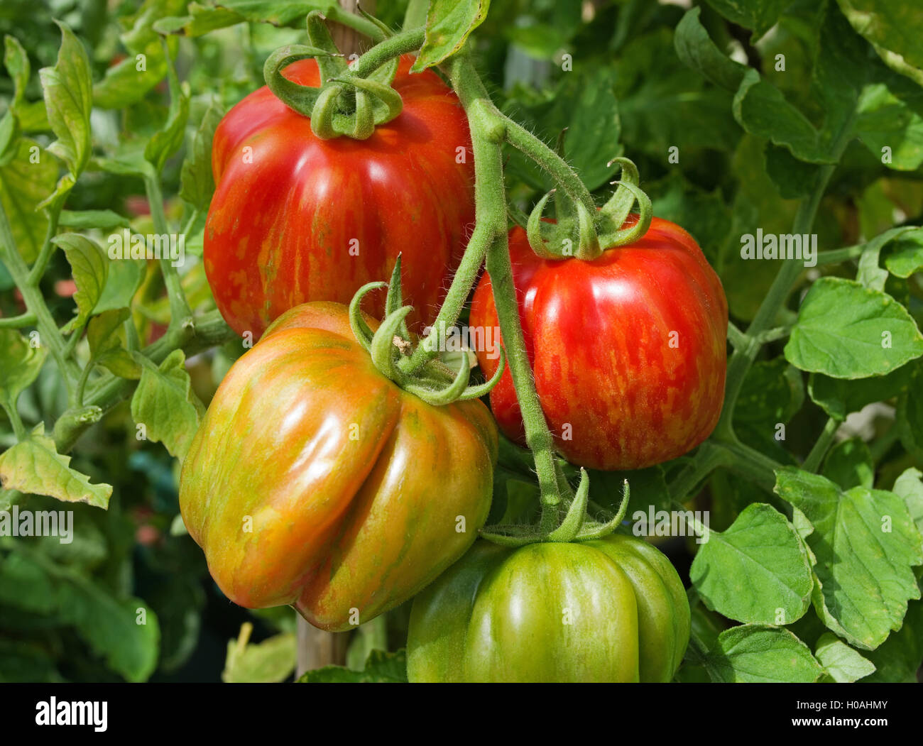 Close-up of truss de 'patrimoine' enfourneur juxtaposé la maturation des tomates sur la vigne en plein soleil d'été, Cumbria England UK Banque D'Images