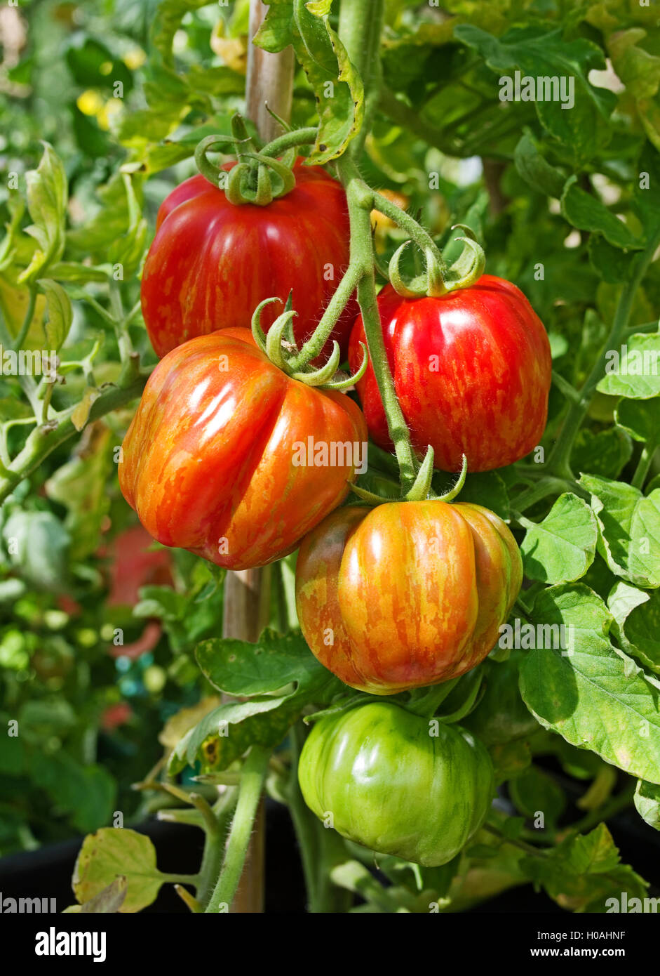 Close-up of truss de 'patrimoine' enfourneur juxtaposé la maturation des tomates sur la vigne en plein soleil d'été, Cumbria England UK Banque D'Images