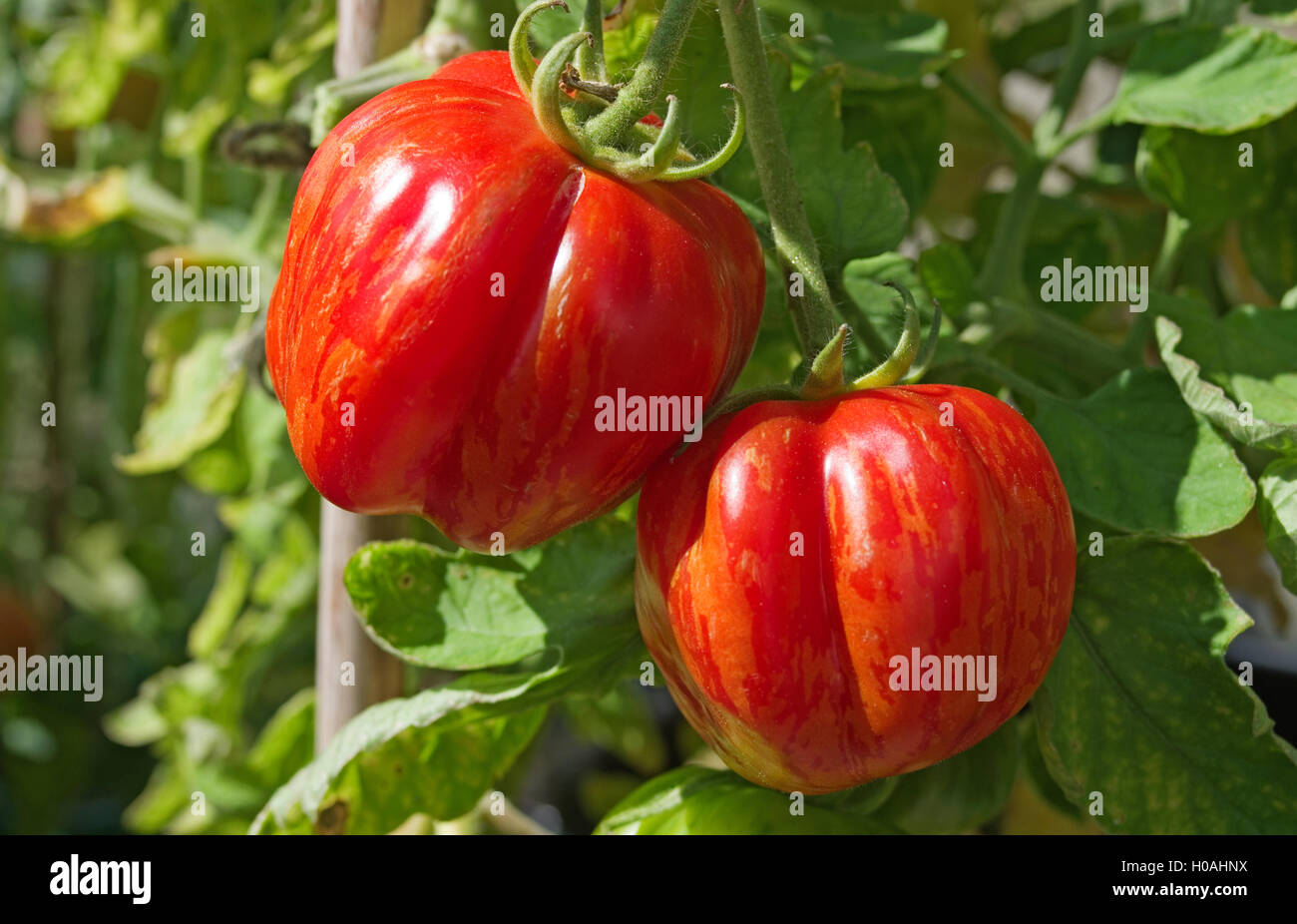 Close-up de deux 'patrimoine' enfourneur juxtaposé la maturation des tomates sur la vigne en plein soleil d'été, Cumbria England UK Banque D'Images
