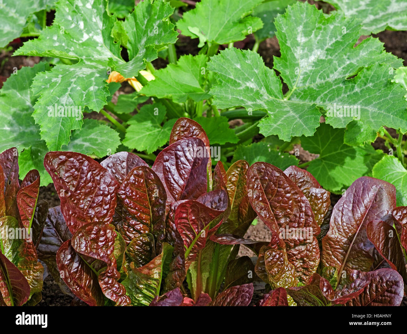 Rangée de feuilles rouge 'Rosedale mâche les plantes qui poussent dans un jardin en face de courgette plantes dans le soleil d'été, en Angleterre, Royaume-Uni Banque D'Images