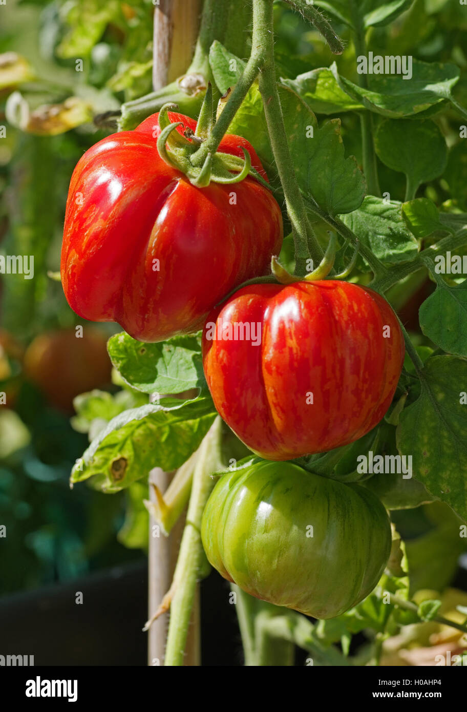 Close-up of truss de 'patrimoine' enfourneur juxtaposé la maturation des tomates sur la vigne en plein soleil d'été, Cumbria England UK Banque D'Images