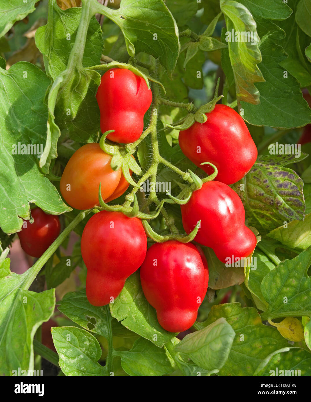 Truss de six tomates San Marzano le mûrissement sur vigne dans les émissions, en Angleterre, Royaume-Uni Banque D'Images