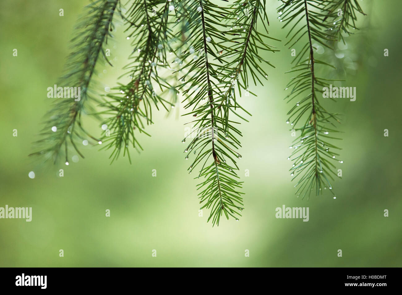 Gouttes de pluie sur les branches d'arbre de pin. Banque D'Images