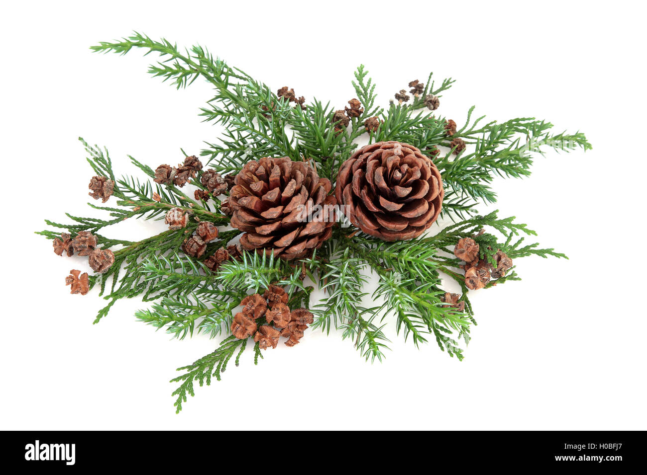 Arrangement de la flore d'hiver avec des pommes de pin, de cèdre et de — free download